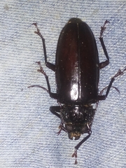 Stenodontes exsertus