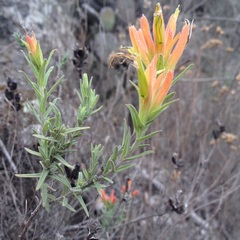 Castilleja auriculata