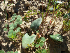 Massonia tenella