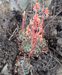 Echeveria subalpina