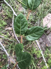 Lonicera sempervirens