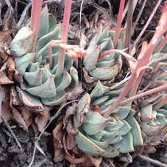 Echeveria subalpina