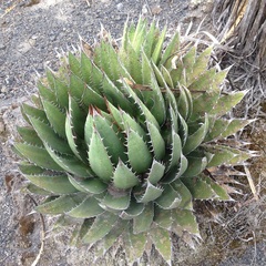 Agave horrida