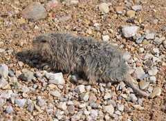 Cratogeomys castanops