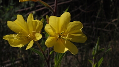 Oenothera elata hirsutissima