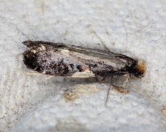 Monopis spilotella