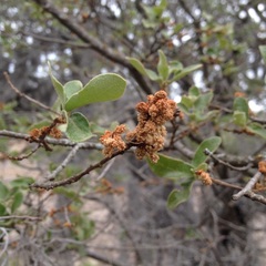 Quercus microphylla