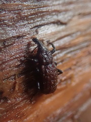 Steremnius carinatus