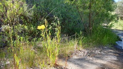 Oenothera elata hirsutissima