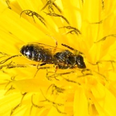 Halictus tripartitus