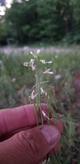 Boechera grahamii