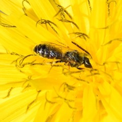 Halictus tripartitus