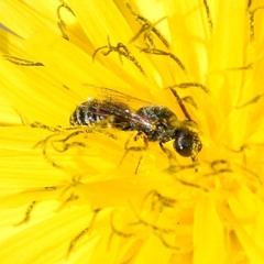 Halictus tripartitus