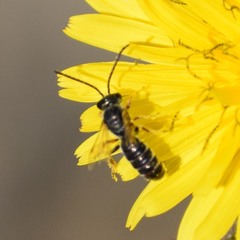 Halictus tripartitus
