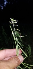 Boechera grahamii