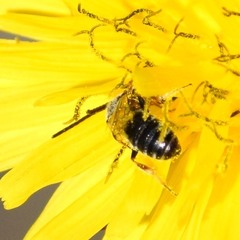 Halictus tripartitus