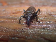 Steremnius carinatus