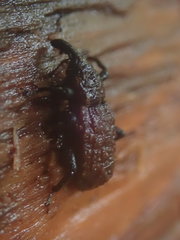 Steremnius carinatus