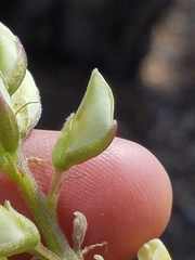 Lupinus angustiflorus