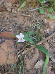 Claytonia