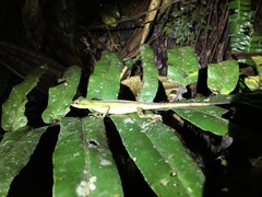 Anolis ventrimaculatus