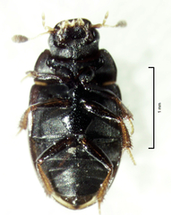 Cercyon depressus