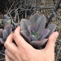 Echeveria rubromarginata