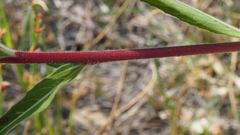 Oenothera elata hirsutissima