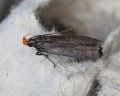 Dichomeris purpureofusca