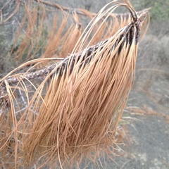 Pinus pseudostrobus apulcensis