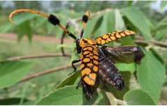 Aristobia approximator