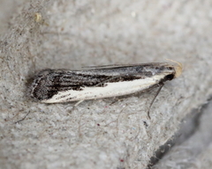 Dichomeris serrativittella