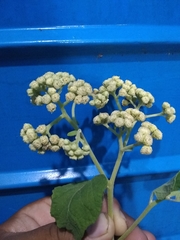 Parthenium fruticosum