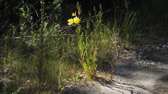 Oenothera elata hirsutissima