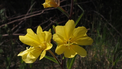 Oenothera elata hirsutissima