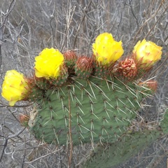 Opuntia huajuapensis