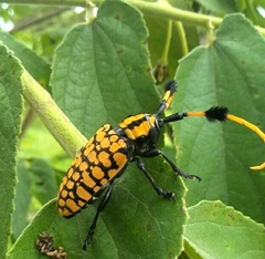 Aristobia approximator