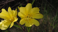 Oenothera elata hirsutissima