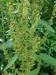 Rumex obtusifolius obtusifolius