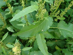 Rumex obtusifolius obtusifolius