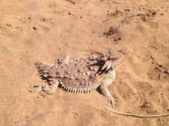 Phrynosoma cerroense