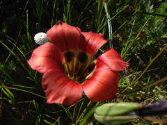 Romulea sabulosa