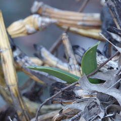 Dendrobium speciosum hillii