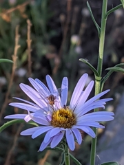 Phthiriinae