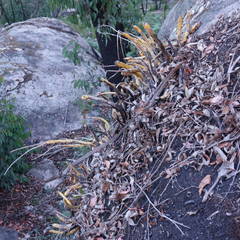 Dendrobium speciosum hillii