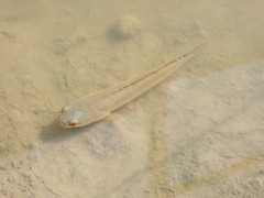 Channa striata