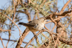 Aphelocephala leucopsis