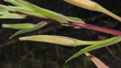 Oenothera elata hirsutissima