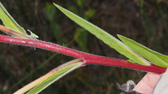 Oenothera elata hirsutissima