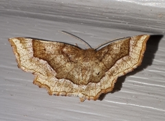 Metarranthis hypochraria